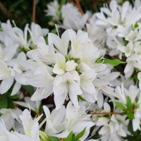 Steren® White