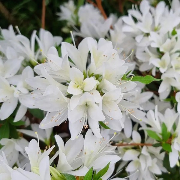 Rhododendron × obtusum (Азалія японська)