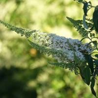 Reve De Papillon White