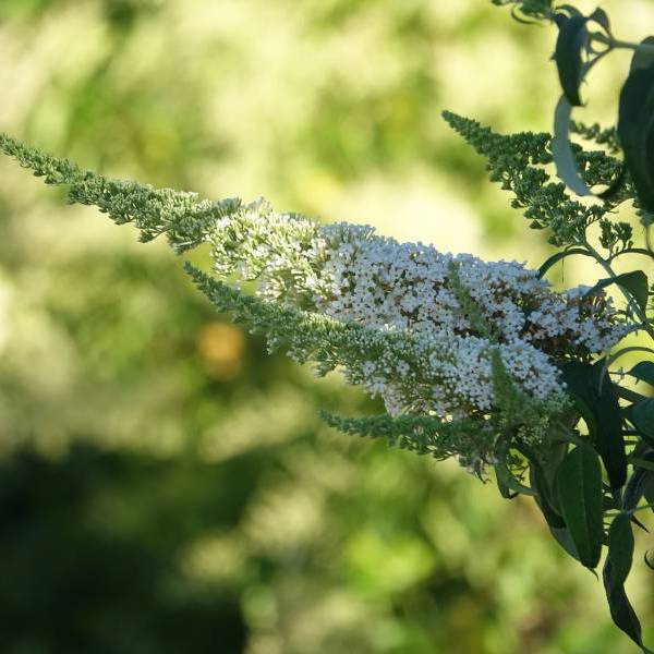 Reve De Papillon White