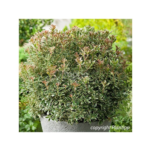 Pieris japonica (Пієрис японський)