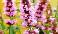 Beelicious Pink