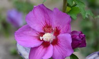 Russian Violet® II