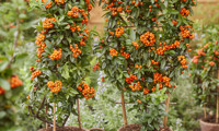 Orange Star