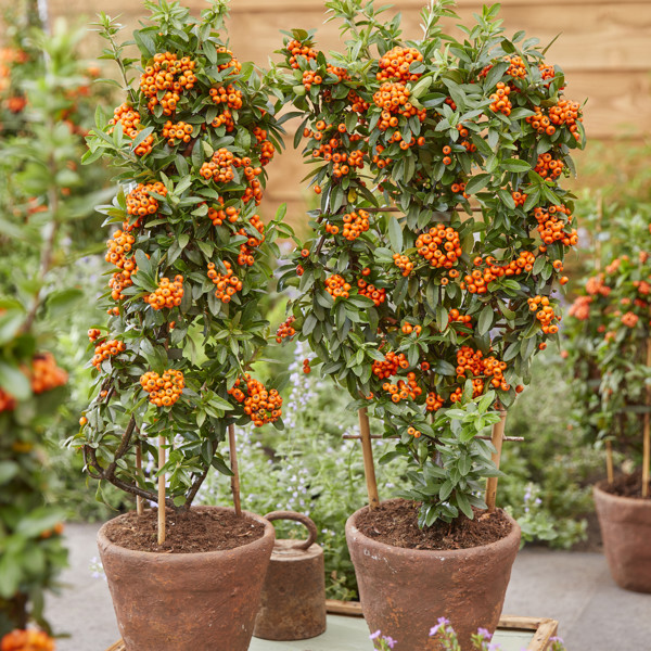 Orange Star