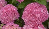Big Data Pink
