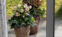 HGC® Ice N' Roses® Picotee
