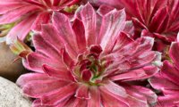 Chick Charms Lotus Blossom