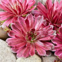 Chick Charms Lotus Blossom