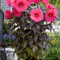 Carousel® Pink Passion