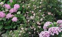 Lovely Pink®