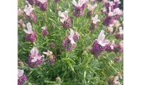 Magical® Posy Pink