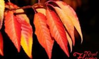 Royal Flame