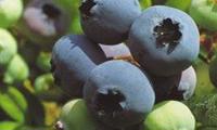 Bluecrop