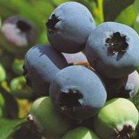 Bluecrop
