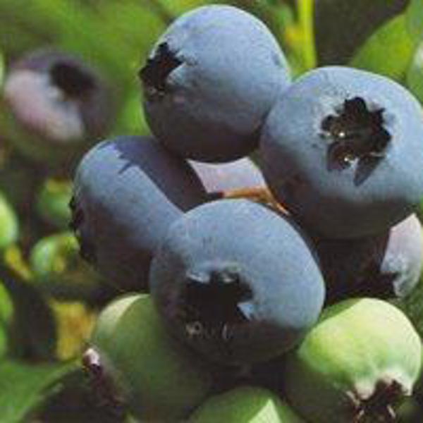 Bluecrop