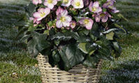 HGC® Ice N' Roses® Rose