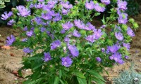 Mels Blue