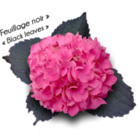 Froufrou®
