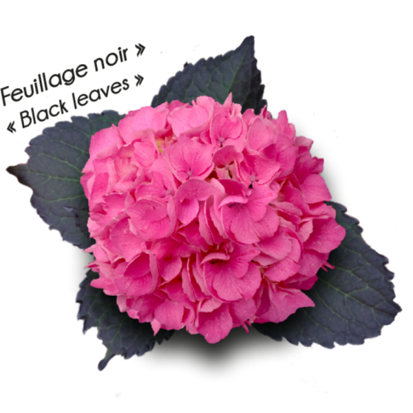 Froufrou®