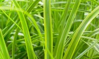 EverColor 'Everlime'