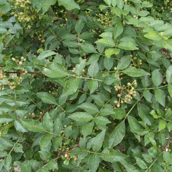Zanthoxylum simulans (Зантоксилум китайський)