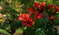 Summer Jazz Fire Trumpet