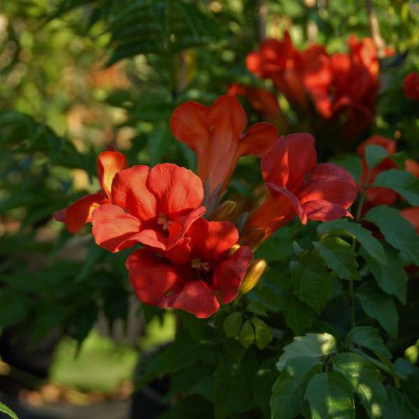 Summer Jazz Fire Trumpet
