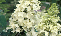 Unique (Hydrangea)