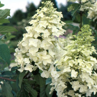 Unique (Hydrangea)