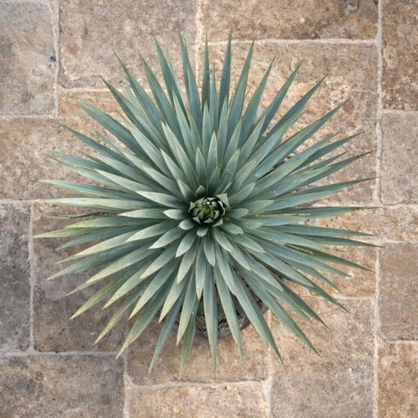Yucca × (Юка гібридна)