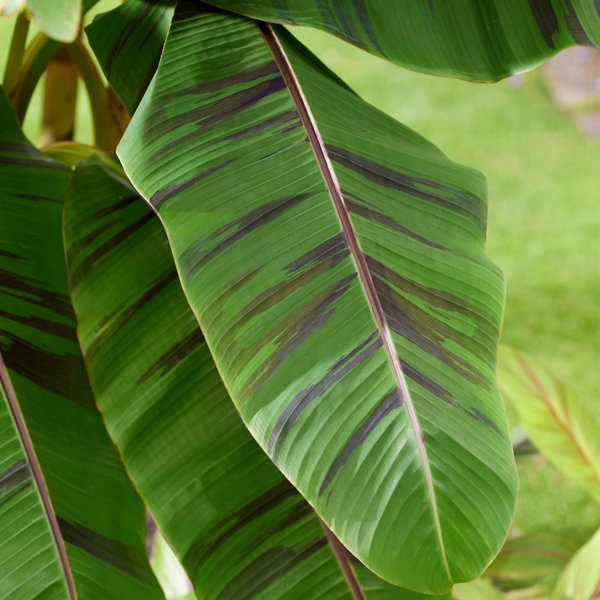 Musa sikkimensis (Банан сіккімський)