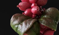 Magical® Winterberry