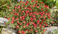 Wheels of Wonder Hot Red
