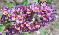 Bicolor