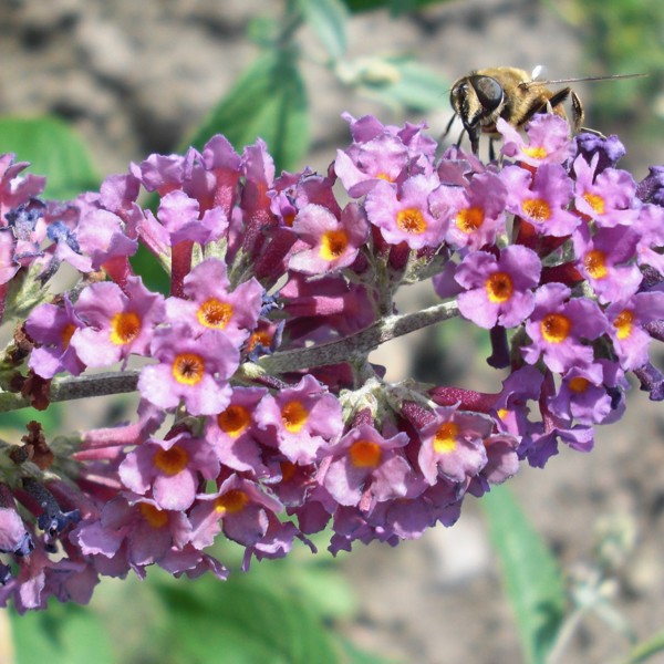 Bicolor