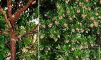 Roselily
