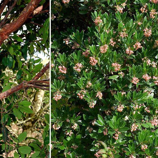 Arbutus unedo (Суничник великоплідний)