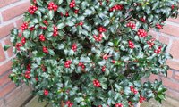 Jingle Berry