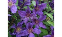 Saphyra® Violetta