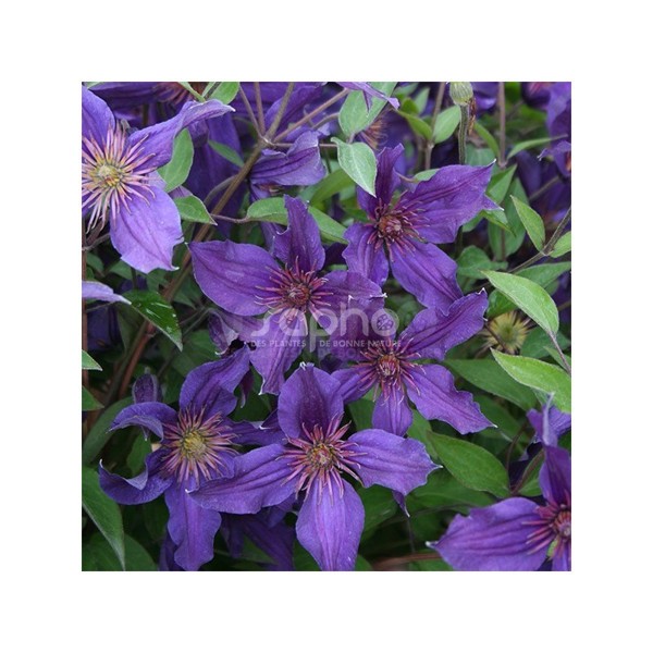 Saphyra® Violetta