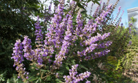 Latifolia