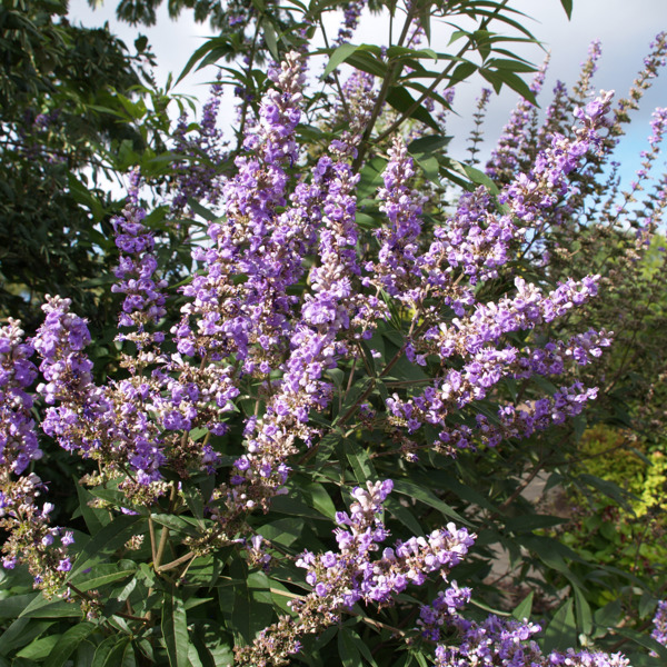 Latifolia