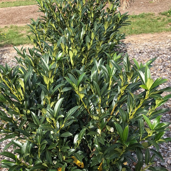 Herbergii