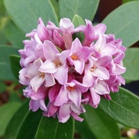 Sweet Amethyst