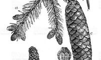 Virgata Holata