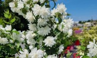 Pearls of Perfume