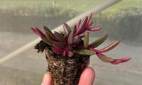 Desert Dancers Purple