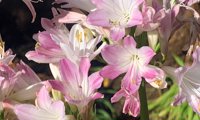 Blush Pink