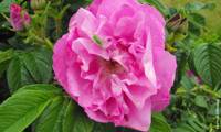 Angelia Purple